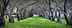 Pathway lined with olive trees and green grass in a grove setting. - Olive Oil Times