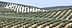 Obsežen oljčni nasad z vrstami oljk na gričih v Andaluziji. - Olive Oil Times