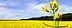 Gros plan d'une fleur de canola avec une abeille dessus, sur fond de champ de canola jaune. - Olive Oil Times