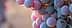 Close-up image of a cluster of grapes with varying shades of blue and purple. - Olive Oil Times