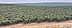 Rows of olive trees arranged in a hillside olive grove with a distant landscape. - Olive Oil Times