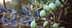 A close-up of green olives growing on a branch with leaves in a natural setting. - Olive Oil Times