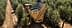 Trattore con un grande rimorchio che raccoglie le olive in un uliveto. - Olive Oil Times