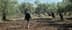Persona caminando entre olivos en un bosque con un cielo despejado al fondo. - Olive Oil Times
