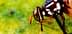 Bactrocera dorsalis