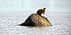 A kangaroo standing on a nest structure in the middle of a body of water. - Olive Oil Times