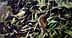 Dois pássaros pousados ​​sobre um canteiro de azeitonas caídas e folhas de oliveira no chão. - Olive Oil Times