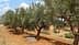 鄉村環境中的一排橄欖樹和地上一小灘水。 - Olive Oil Times