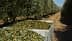 Un grande contenitore pieno di foglie di ulivo appena raccolte in un uliveto. - Olive Oil Times