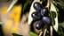 A cluster of black olives hanging on a branch with green leaves in the background. - Olive Oil Times
