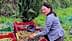 Mujer clasificando aceitunas en cestas rojas y amarillas en un entorno al aire libre. Olive Oil Times