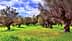 A grove of olive trees with green grass and a cloudy sky in the background. - Olive Oil Times