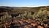 Ampia vista su un uliveto con filari di ulivi su una collina sotto un cielo limpido. - Olive Oil Times