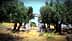 Two olive trees beside an ancient stone archway in a grassy area. - Olive Oil Times