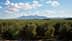 Vaste oliveraie avec des arbres et des montagnes visibles en arrière-plan sous un ciel nuageux. - Olive Oil Times