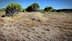 Een droog landschap met schaarse vegetatie en kleine struiken in een zonnige omgeving. Olive Oil Times
