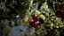 Close-up of an olive branch featuring ripe and unripe olives in various colors. - Olive Oil Times