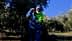 A worker in a green and blue outfit harvesting olives in an olive grove under a clear blue sky. - Olive Oil Times