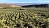 Amplo olival com fileiras de oliveiras e montanhas distantes ao fundo. - Olive Oil Times