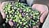 Hands holding a mix of green and purple olives with leaves in a natural setting. - Olive Oil Times