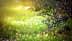 Branch of an olive tree with green olives against a blurred green background. - Olive Oil Times