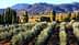Filari di ulivi in ​​un boschetto con montagne visibili sullo sfondo sotto un cielo limpido. - Olive Oil Times
