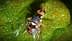 Une image en gros plan d'une mouche aux yeux irisés posée sur une feuille verte. - Olive Oil Times