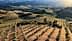 Aerial view of olive groves with rows of trees on sloped terrain under sunlight. - Olive Oil Times