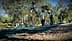 Des ouvriers utilisent des filets pour récolter les olives des arbres d'une oliveraie pendant la saison des récoltes. - Olive Oil Times
