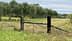 Poteau de clôture en bois avec des vignes devant une oliveraie en zone rurale. - Olive Oil Times
