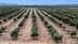 Aerial view of a neatly arranged olive tree plantation with rows of trees. - Olive Oil Times