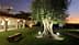 An illuminated olive tree in a garden area with a sunset in the background. - Olive Oil Times