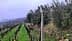 Rows of olive trees and grapevines in a foggy landscape with green grass. - Olive Oil Times