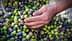 Рука тянется к куче зеленых и черных оливок на поверхности. - Olive Oil Times