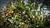 Olive tree branches displaying clusters of ripe and unripe olives among green leaves. - Olive Oil Times