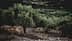 Uma oliveira com folhas verdes em um campo com outras oliveiras ao fundo. - Olive Oil Times