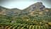 Paisagem extensa de olivais com colinas ondulantes e montanhas rochosas ao fundo. - Olive Oil Times