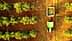 Aerial view of a green tractor collecting olives from trees in an orchard. - Olive Oil Times