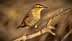 A small bird standing on a branch with a blurred background. - Olive Oil Times