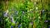 Un prato vivace pieno di vari fiori selvatici nelle tonalità del viola e del verde. - Olive Oil Times