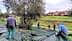 Group of people harvesting olives from trees while collecting fallen olives on tarps. - Olive Oil Times