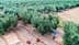 A worker in an olive grove carrying a basket while harvesting olives from the trees. - Olive Oil Times