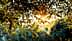 La luz del sol filtrándose entre las hojas de un olivo en un entorno natural. - Olive Oil Times