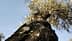 Primo piano del tronco di un ulivo con corteccia strutturata e foglie verdi sullo sfondo. - Olive Oil Times