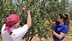 Zwei Personen sammeln während des Erntevorgangs Oliven von einem Olivenbaum. – Olive Oil Times