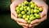 Un par de manos sosteniendo una colección de aceitunas verdes con hojas. - Olive Oil Times