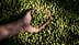 Uma mão segurando um punhado de azeitonas verdes acima de uma pilha maior de azeitonas no chão. Olive Oil Times