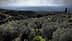 Une vue panoramique d'une oliveraie avec des collines en arrière-plan sous un ciel nuageux. - Olive Oil Times