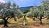 Caminata individual entre olivos en un bosque con montañas al fondo. - Olive Oil Times
