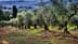 Row of olive trees in a grove with green foliage and a natural landscape. - Olive Oil Times